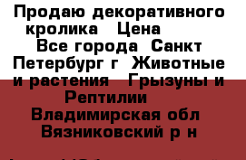 Продаю декоративного кролика › Цена ­ 500 - Все города, Санкт-Петербург г. Животные и растения » Грызуны и Рептилии   . Владимирская обл.,Вязниковский р-н